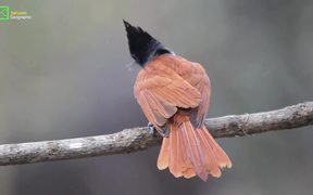 Birds of Sahyadri :Asian Paradise Flycatcher - Animals - VIDEOTIME.COM