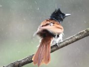 Birds of Sahyadri :Asian Paradise Flycatcher