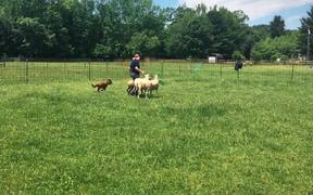 Gem’s Herding Lesson - Animals - VIDEOTIME.COM