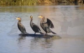 Double-Crested Cormorant - Phalacrocorax auritus - Animals - VIDEOTIME.COM