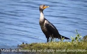 Double-Crested Cormorant - Phalacrocorax auritus - Animals - VIDEOTIME.COM