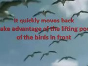 Lesson from Geese