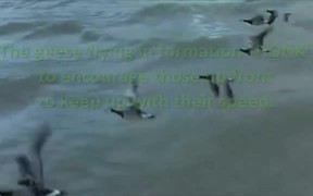 Lesson from Geese - Animals - VIDEOTIME.COM