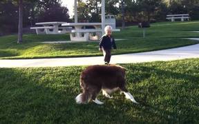 Dog in Training - Animals - VIDEOTIME.COM
