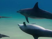 Disneynature's Dolphins Trailer