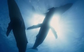Disneynature's Dolphins Trailer - Movie trailer - VIDEOTIME.COM
