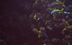 Trilogy Fish - Animals - VIDEOTIME.COM