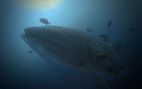 Underwater Magic of the Pacific Coast of Mexico - Fun - VIDEOTIME.COM