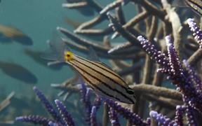 Underwater Videography. Showreel - Fun - VIDEOTIME.COM