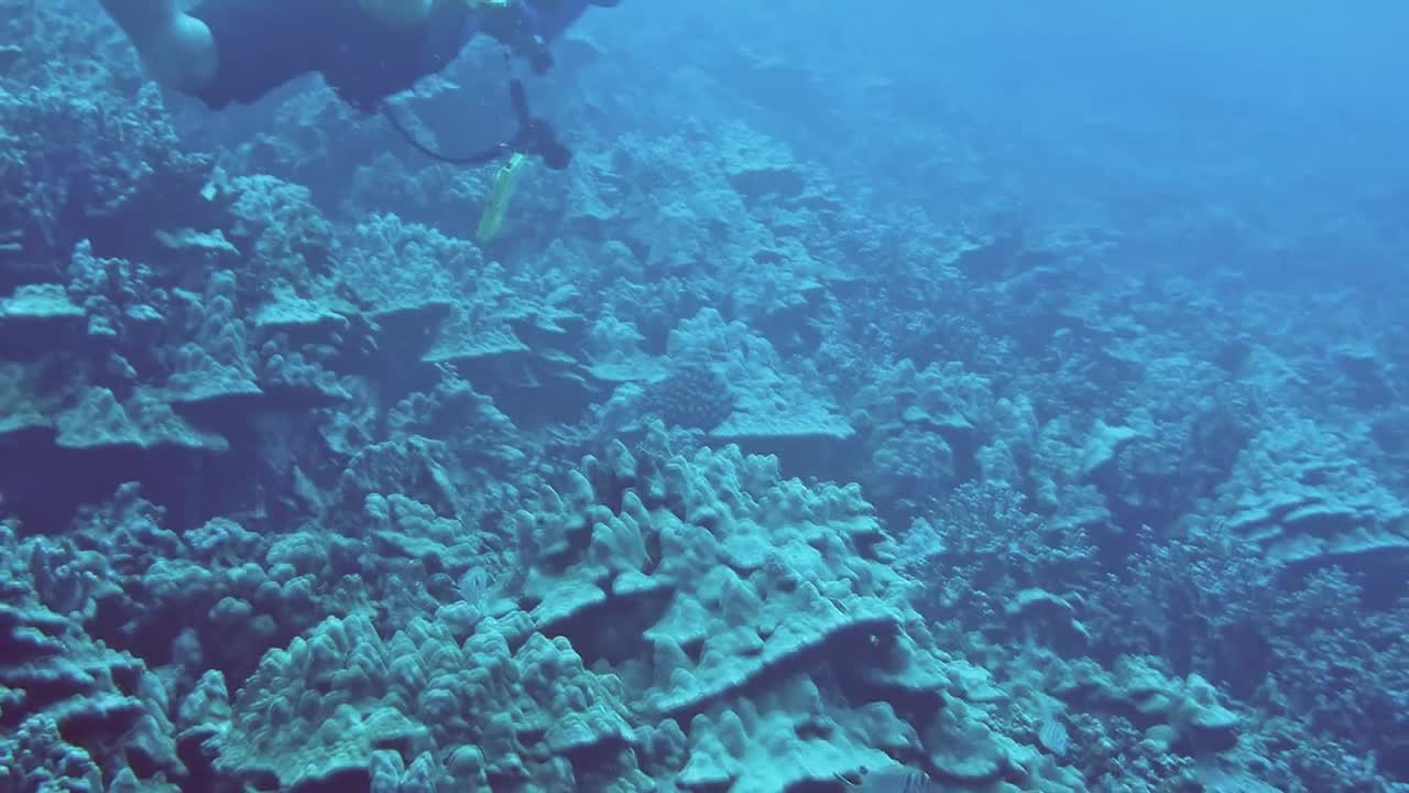 Big Island Dive