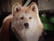 Pup Star: Better 2Gether Trailer