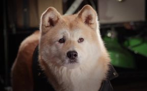 Pup Star: Better 2Gether Trailer - Movie trailer - VIDEOTIME.COM