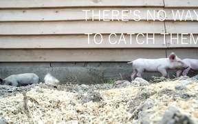 Making Of: Jumpy Little Pigs - Animals - VIDEOTIME.COM