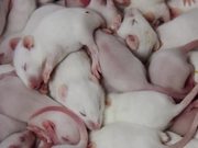 Rat Film Trailer