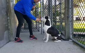 Brutus in Training - Animals - VIDEOTIME.COM
