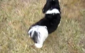 Puppy “Plays” Come When Called - Animals - VIDEOTIME.COM