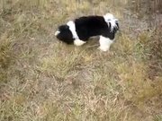 Puppy “Plays” Come When Called