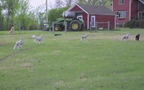Lamb Race - Animals - VIDEOTIME.COM