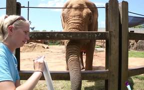 Animals Show Their Artistic Side at Zoo Knoxville - Animals - VIDEOTIME.COM
