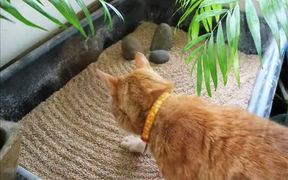 A Peaceful Zen Garden of Balance and Tranquility - Animals - VIDEOTIME.COM