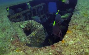 Two Wrecks, Two Reefs 2 - Animals - VIDEOTIME.COM