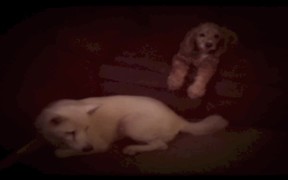 The Wonder Years: Doggie Version - Animals - VIDEOTIME.COM