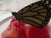Newly Emerged Monarch Butterfly Feeding