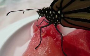 Newly Emerged Monarch Butterfly Feeding - Animals - VIDEOTIME.COM