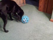 How to Annoy the Labrador