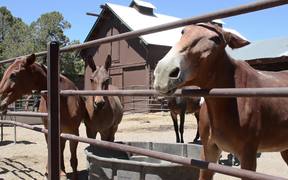Grand Canyon National Park: Mules in the Corral - Animals - VIDEOTIME.COM