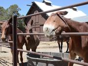 Grand Canyon National Park: Mules in the Corral