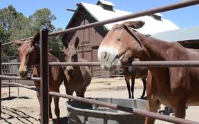 Grand Canyon National Park: Mules in the Corral - Animals - VIDEOTIME.COM