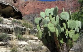Grand Canyon National Park: Beavertail Cactus - Fun - Videotime.com