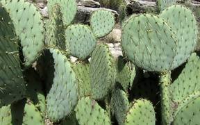 Grand Canyon National Park: Beavertail Cactus - Fun - VIDEOTIME.COM