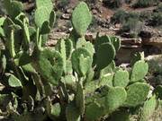 Grand Canyon National Park: Beavertail Cactus
