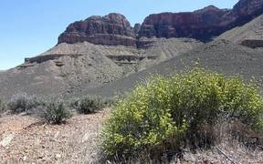 Grand Canyon National Park: Spring Wildflowers