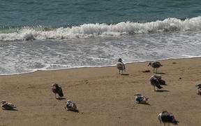 Birds at the Beach Side