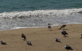 Birds at the Beach Side - Animals - VIDEOTIME.COM