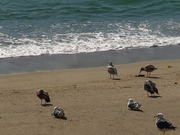 Birds at the Beach Side - Animals - Y8.COM