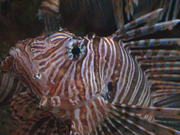 Lion Fish Close Up - Animals - Y8.COM
