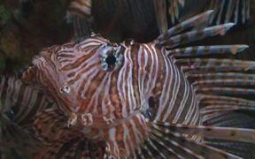 Lion Fish Close Up - Animals - VIDEOTIME.COM