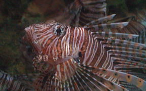 Lion Fish Close Up - Animals - Videotime.com