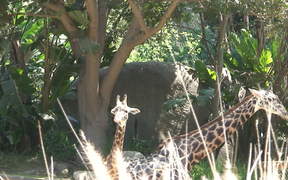 A Mother and Baby Giraffe - Animals - VIDEOTIME.COM