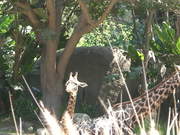 A Mother and Baby Giraffe - Animals - Y8.COM