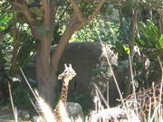 A Mother and Baby Giraffe - Animals - Y8.COM