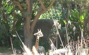 A Mother and Baby Giraffe - Animals - Videotime.com