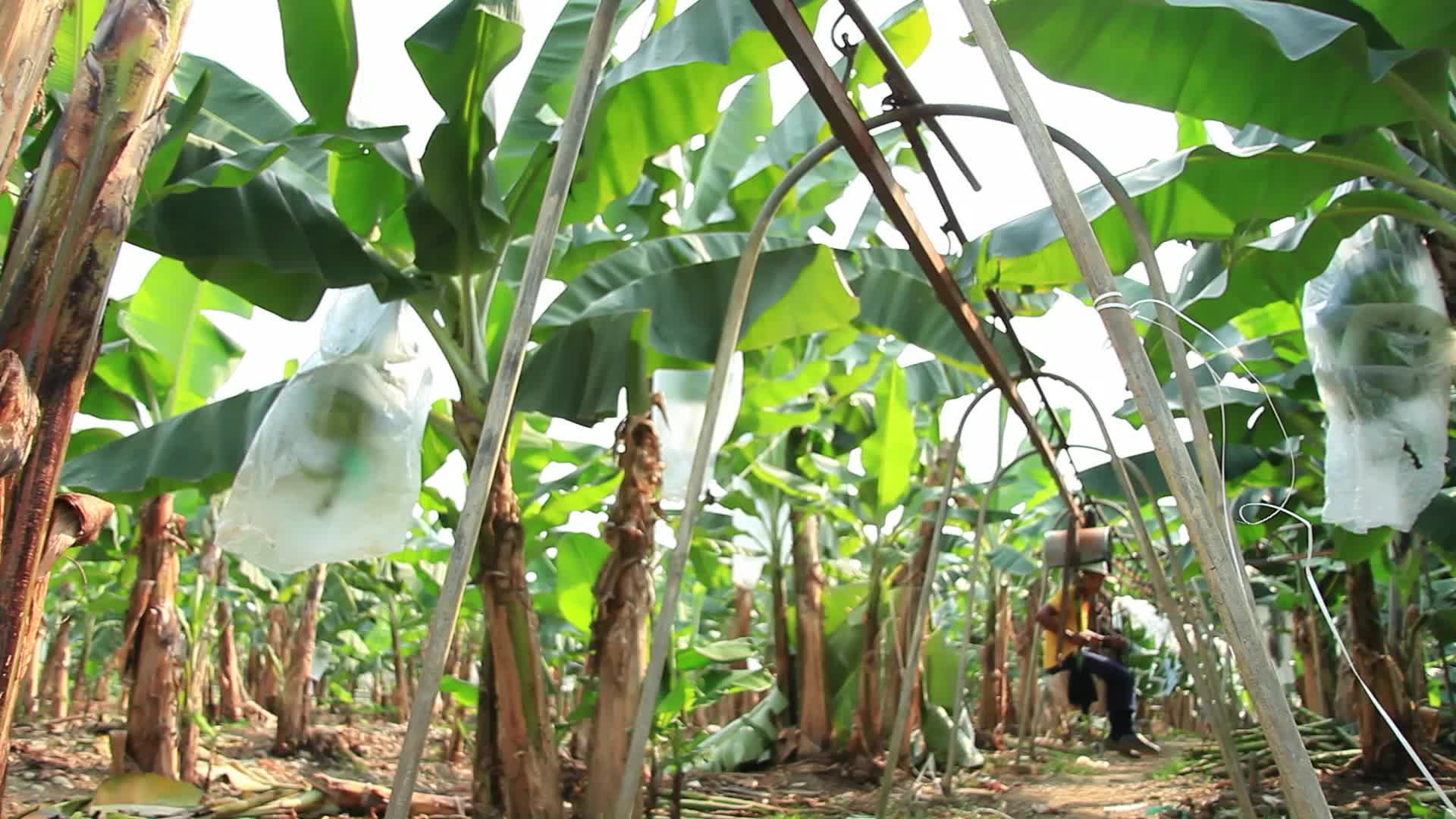 Banana Plantation in Ecuador - Tech - Videotime.com