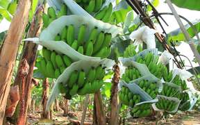 Banana Plantation in Ecuador - Tech - VIDEOTIME.COM