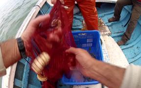 Fishing Shrimp