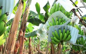 Banana Plantation in Ecuador - Tech - VIDEOTIME.COM